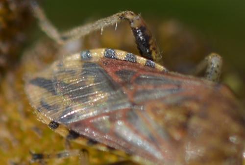 Réf. 239 896 : Stictopleurus sp.